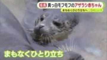 真っ白でモフモフなアザラシ赤ちゃん…3週間あまり経ったいま“激変”　まもなくひとり立ちへ