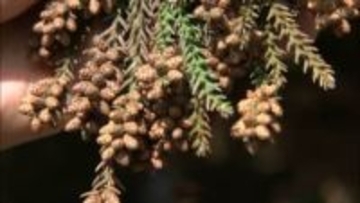 スギ花粉予報　発生量は“平年の1.9倍”となる見込み　着花指数は過去10年で最多　2月中旬から本格的な飛散開始の見通し　昨夏の猛暑が影響か　調査結果を公表　花粉症患者は嘆息