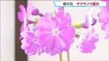 「江戸時代から親しまれる“春の花”「サクラソウ展」 100品種以上が並ぶ　仙台・太白区」の画像1