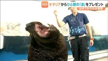 オタリアの「チェン」が水鉄砲で涼をお届け！「一番おいしい魚はサバの味噌煮」水族館飼育員はリアルな回答　仙台