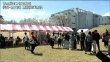 宮城・仙台　ｔｂｃ桜まつり２０２６開幕でにぎわう