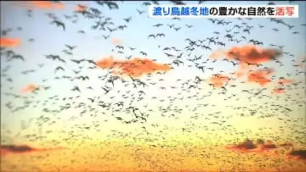 「伊豆沼・内沼フォトコンテスト」 豊かな自然の風景写真 約100点展示　宮城・栗原市