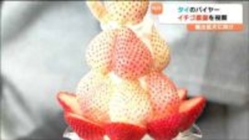 宮城県産「イチゴ」海外輸出加速化に向けタイのバイヤーが初来県「もういっこ・にこにこベリー」など6品種試食