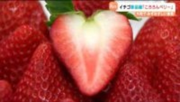 断面がハートになるイチゴ新品種「ころろんベリー」誕生　他県との競争に勝つ武器に　宮城