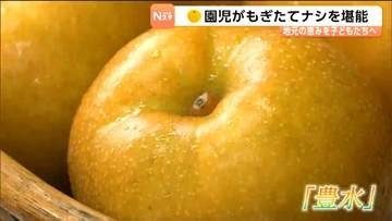 園児に地元特産の朝採れナシを贈呈　2026年は糖度低下も甘みと酸味のバランスが良好な仕上がり　宮城・蔵王町