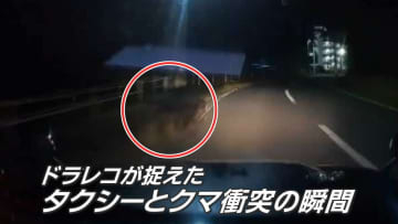 “ドラレコ捉えた”タクシーとクマ衝突の瞬間 住宅立ち並ぶ市街地で衝突後クマ逃げ去る　仙台