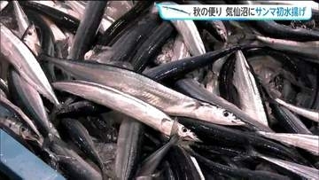 秋の味覚サンマが前年より3日早く初水揚げ　水揚げ量少なく高値での取引に　宮城・気仙沼市