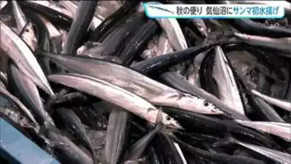 秋の味覚サンマが前年より3日早く初水揚げ　水揚げ量少なく高値での取引に　宮城・気仙沼市