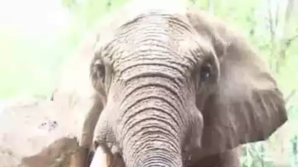 【2025回顧】穏やかな性格で愛されたオスのゾウ「ベン」逝くその生涯とは オスのアフリカゾウでは国内最高齢　仙台市八木山動物公園