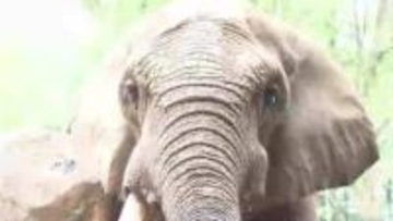 【2025回顧】穏やかな性格で愛されたオスのゾウ「ベン」逝くその生涯とは オスのアフリカゾウでは国内最高齢　仙台市八木山動物公園