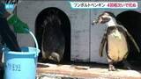 「「死因究明へ」動物園のフンボルトペンギン4羽が全滅「暑さ原因ではない」　仙台」の画像1