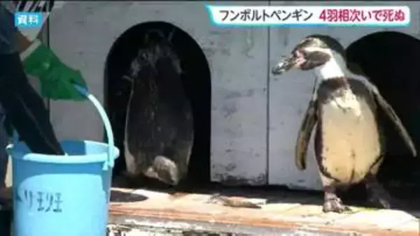 「死因究明へ」動物園のフンボルトペンギン4羽が全滅「暑さ原因ではない」　仙台