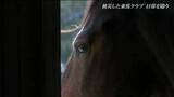 「3.11震災で被災した乗馬クラブ 15年経った今も馬と向き合い続ける男性「変わったものと、変わらないもの」宮城」の画像1