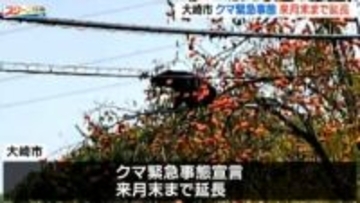 クマ「緊急事態宣言」12月まで延長決定 隣接市での人身被害を受けて 宮城・大崎市