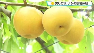 「北浦梨がやっぱり一番！」宮城・美里町で小学生が町特産の北浦梨の収穫を体験　適度に雨が降ったことで瑞々しく育っている