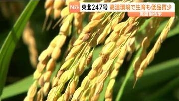 高温耐性検査用ハウスで栽培された高温耐性があるコメ「東北247号」が収穫　2029年の一般作付けを目指し試験が進む　宮城