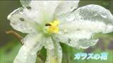 「「ガラスの花」とは？ただの“濡れた花びら”と思いきや…専門家も驚く「貴重な現象」だった雨の日のニュース映像に珍しい姿が映る　仙台」の画像1