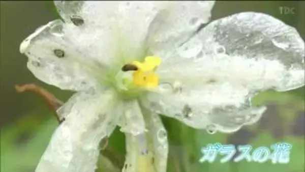 「ガラスの花」とは？ただの“濡れた花びら”と思いきや…専門家も驚く「貴重な現象」だった雨の日のニュース映像に珍しい姿が映る　仙台