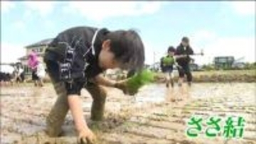 ブランド米「ささ結」田植え体験　宮城・大崎市