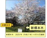 「仙台管区気象台がサクラの標本木を敷地内の別の木に変更　老木化が理由　73年で「御役御免」」の画像1