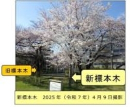 仙台管区気象台がサクラの標本木を敷地内の別の木に変更　老木化が理由　73年で「御役御免」