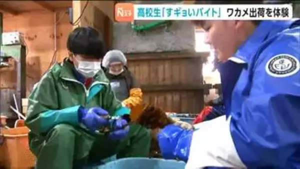 「時給は1100円「すギョいバイト」で高校生がワカメ出荷をお手伝い　宮城・石巻市」の画像