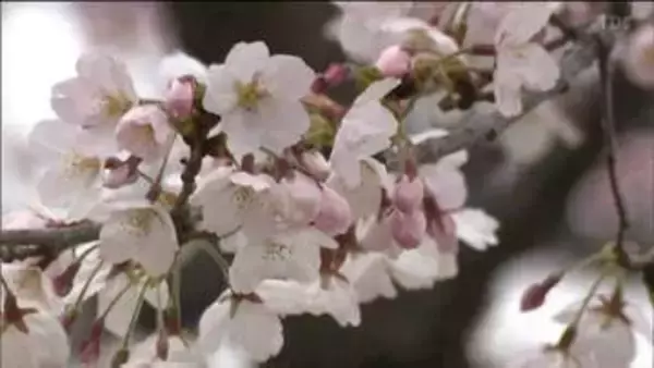 仙台でサクラ満開　平年より９日、去年より６日ともに早い