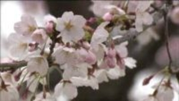 仙台でサクラ満開　平年より９日、去年より６日ともに早い