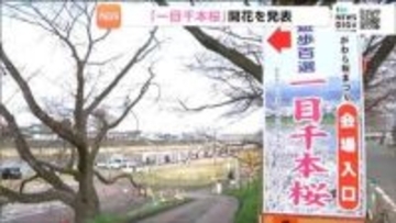 名所「一目千本桜」も開花　おおがわら桜まつり始まる　宮城