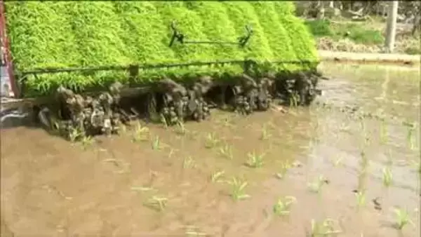 コメ価格高止まりでも値下がりの兆しの中　極早稲ブランド米「おもてなし」田植えスタートで8月中の出荷目指す　宮城