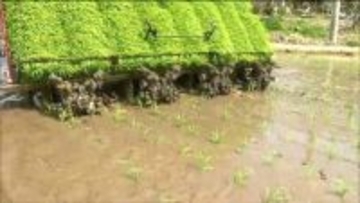 コメ価格高止まりでも値下がりの兆しの中　極早稲ブランド米「おもてなし」田植えスタートで8月中の出荷目指す　宮城