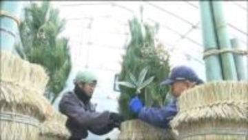 高さは1.8メートル　地元産「アカマツ」や「モウソウチク」用いた門松づくり　職人たちによる作業急ピッチで進む　宮城・大和町