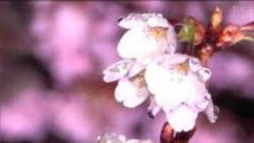 「すごく幻想的」満開のサクラ　ライトアップ　宮城・みちのく杜の湖畔公園