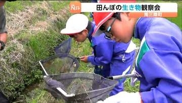 日本固有の生き物がいる田んぼで児童25人が観察会 絶滅危惧種のアカハライモリなど発見 宮城・南三陸町