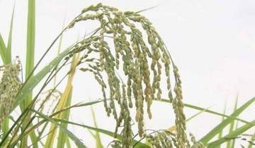 「全国的に余っている」今年の新米は安くなる？消費者にとってはありがたいが「体力ない農家はやめるしかない」農家に迫る“廃業”の危機