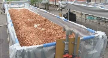 「これが伸びてきます！」長方形の容器から伸びてくるアノ特産品とは？シャキシャキ食感で人気も収穫は重労働…最新の栽培システムは救世主となるか