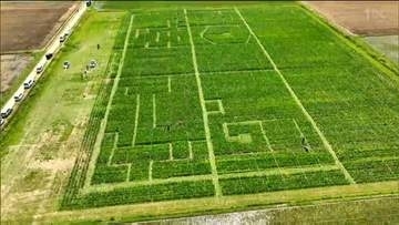 総延長2キロ！トウモロコシ畑の巨大迷路 夏休みのオープンに向けコース整備進む 宮城・涌谷町