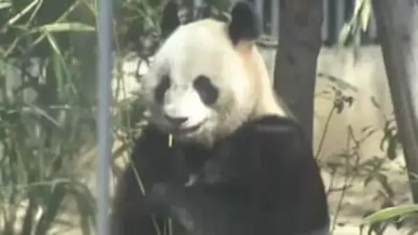 【速報】八木山動物公園へのジャイアントパンダ誘致支援の枠組み終了　「SMILEーUP.」と仙台市が協議も具体的な進展なし