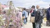 「仙台の春の風物詩　植木市始まる」の画像1