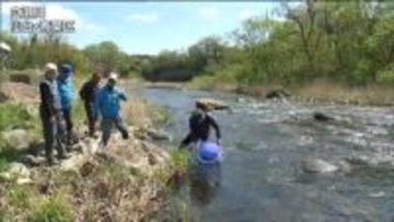 アユ漁解禁を前に稚魚放流　仙台・広瀬川