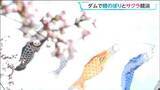 「青空泳ぐ鯉のぼりと桜の競演　夜はライトアップも春の釜房ダム　宮城・川崎町」の画像1