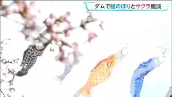 青空泳ぐ鯉のぼりと桜の競演　夜はライトアップも春の釜房ダム　宮城・川崎町