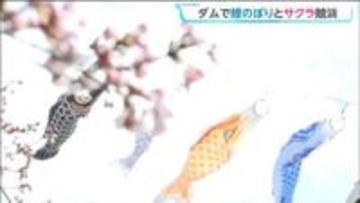 青空泳ぐ鯉のぼりと桜の競演　夜はライトアップも春の釜房ダム　宮城・川崎町