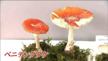 「毒キノコ」など200種類以上を展示！第56回きのこ展　仙台