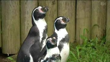 「鳥マラリア」で連続死　フンボルトペンギン　2027年初めにもにも展示再開へ　仙台・八木山動物公園