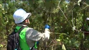 東日本大震災後に植樹されたクロマツの手入れ　宮城・東松島市