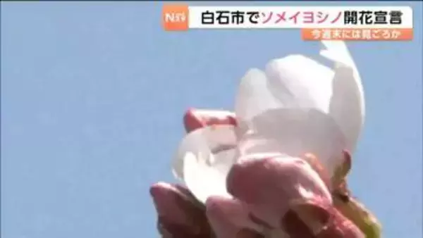 白石城で『サクラ』開花宣言「心が暖かくなる」今週末には見ごろ迎えるか　宮城・白石市