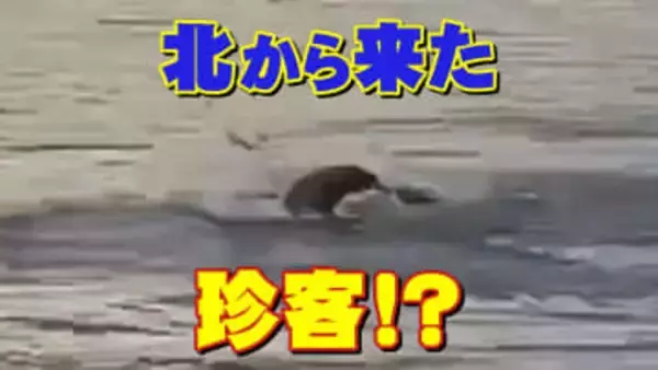 【動画有り】「えっ、こんな所に？」水面から顔を出しスイスイ…正体は北からちょっと寄り道の珍客"キタオットセイ”魚をくわえて泳ぐ貴重な姿を目撃　宮城・石巻市