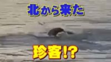 【動画有り】「えっ、こんな所に？」水面から顔を出しスイスイ…正体は北からちょっと寄り道の珍客"キタオットセイ”魚をくわえて泳ぐ貴重な姿を目撃　宮城・石巻市