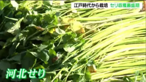 ブランド「河北セリ」の収穫最盛期・シャキシャキの食感 江戸から続く伝統栽培 宮城・石巻市
